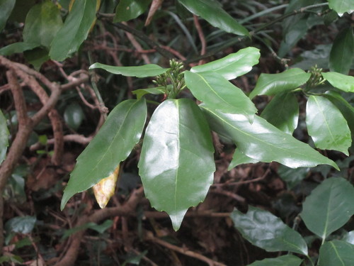 Aucuba japonica