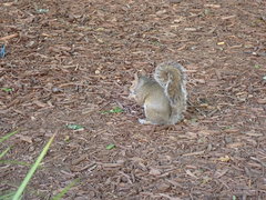 Sciurus carolinensis