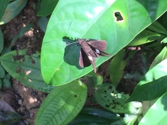 Notocrypta paralysos varians