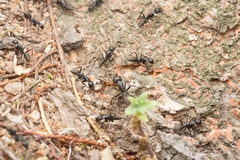 Camponotus japonicus