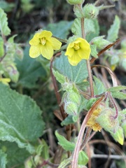 Hermannia grandifolia