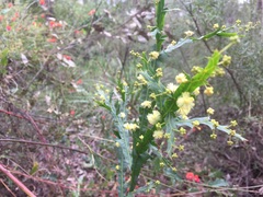 Acacia alata
