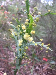 Acacia alata