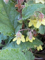 Hermannia grandifolia