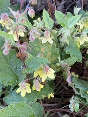 Hermannia grandifolia