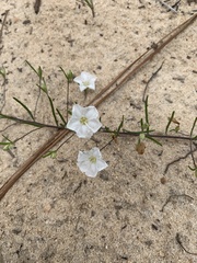 Stylisma pickeringii