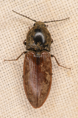 Prosternon bombycinum