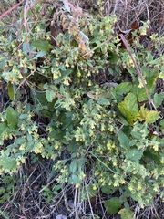 Hermannia grandifolia