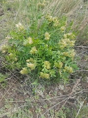 Oxytropis caespitosa