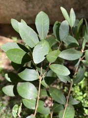 Eugenia capensis a