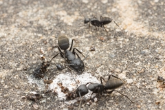 Camponotus japonicus