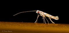 Acrocercops albinatella