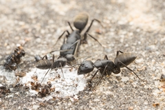 Camponotus japonicus