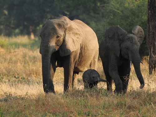 African Savanna Elephant