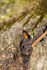 Lasiosomus enervis