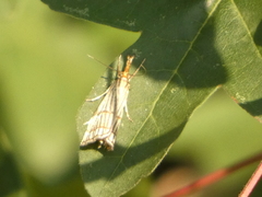Chrysocrambus linetella