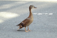 Anas platyrhynchos