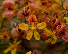 Dinemandra ericoides