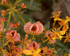 Dinemandra ericoides