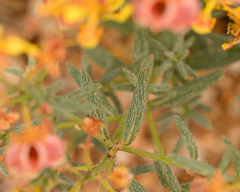 Dinemandra ericoides