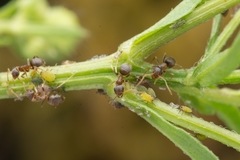 Lasius