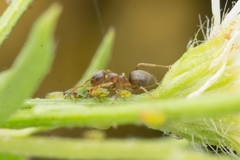 Lasius