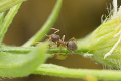 Lasius
