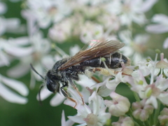 Andrena chrysosceles