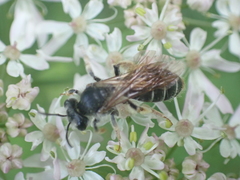 Andrena chrysosceles