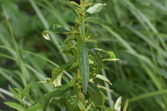 Pentanema salicinum