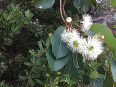 Corymbia calophylla