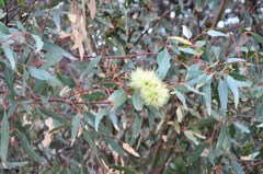 Corymbia calophylla