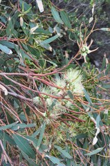 Corymbia calophylla