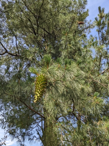 Mexican white pine (Pinus ayacahuite)