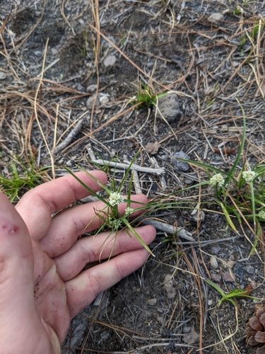 Image of Cyperus seslerioides by (c) Connor McInerney, some rights reserved (CC BY)