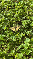 Papilio glaucus