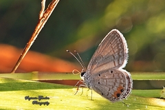 Everes lacturnus