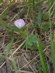 Malva setigera