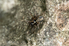 Textrix denticulata