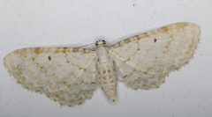 Eupithecia cretaceata