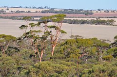 Eucalyptus salmonophloia