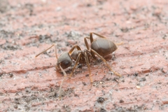 Lasius japonicus