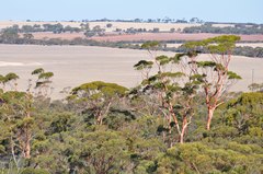 Eucalyptus salmonophloia