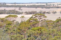 Eucalyptus salmonophloia