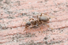 Lasius japonicus