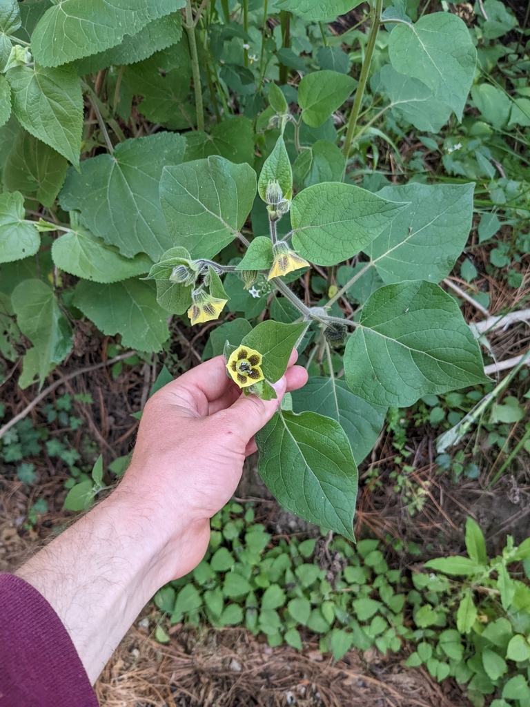 Physalis coztomatl (Physalis coztomatl)