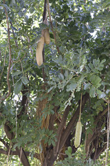 Kigelia africana
