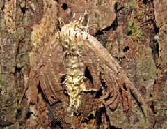 Akanthomyces aculeatus image