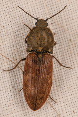 Prosternon bombycinum