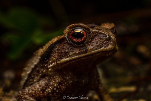 Large-crested Toad